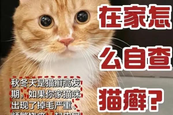 猫癣怎么治？有效方法及注意事项全攻略